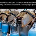 kepiting tapal kuda