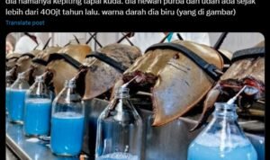 kepiting tapal kuda