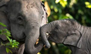 Pemerintah Bakal Bangun Konservasi Gajah Sumatera di Lahan Milik Prabowo