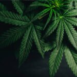 Riset Terkait Tanaman Ganja untuk Medis Masih Dilakukan
