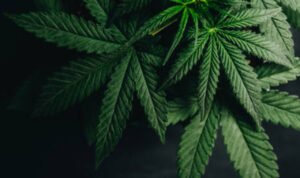 Riset Terkait Tanaman Ganja untuk Medis Masih Dilakukan