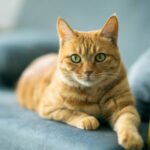 Benarkah Kucing Oren Lebih Barbar? Ini Penjelasan Ilmiahnya