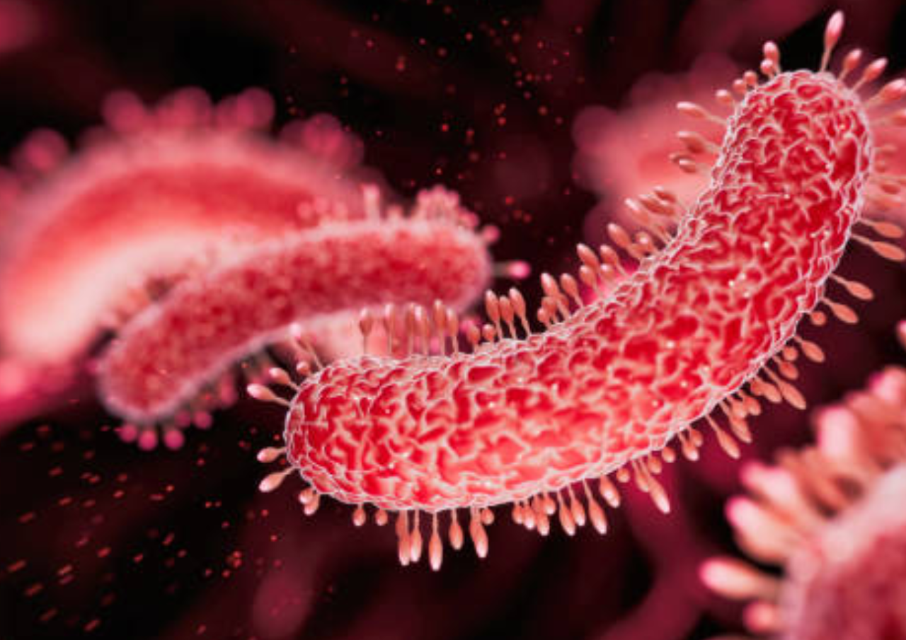 Bakteri Hingga Bahan Kimia Ditemukan dalam Kasus MBG, Ada Salmonella Hingga Histamine
