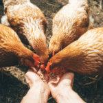 BGN Sebut BPI Danantara Siapkan Dana Rp20 T untuk Peternak Ayam Demi Jaga Pasokan MBG