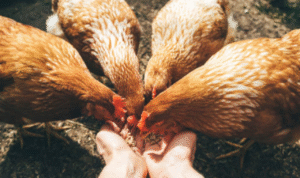 ayam BGN Sebut BPI Danantara Siapkan Dana Rp20 T untuk Peternak Ayam Demi Jaga Pasokan MBG