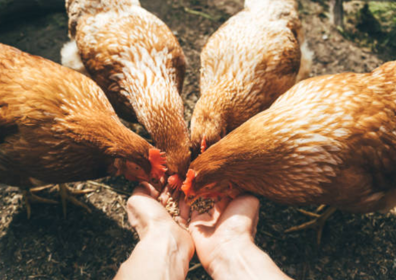 BGN Sebut BPI Danantara Siapkan Dana Rp20 T untuk Peternak Ayam Demi Jaga Pasokan MBG