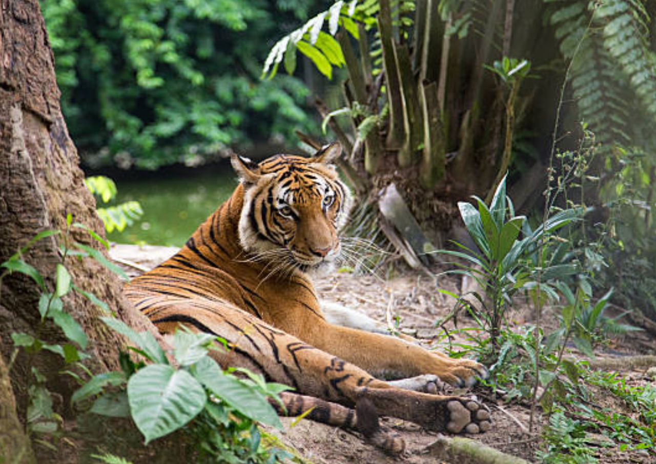 Heboh Kabar Pekerja Ragunan Bawa Pulang Pakan Satwa, Penyebar Isu Minta Maaf