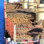 Gelondongan Kayu Terdampar di Pantai Tanjung Setia Lampung, Diduga Muatan Kapal Tongkang dari Mentawai