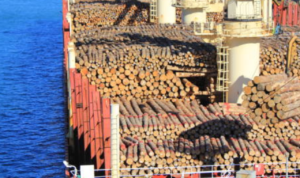 Gelondongan Kayu Terdampar di Pantai Tanjung Setia Lampung, Diduga Muatan Kapal Tongkang dari Mentawai