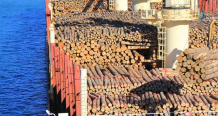 Gelondongan Kayu Terdampar di Pantai Tanjung Setia Lampung, Diduga Muatan Kapal Tongkang dari Mentawai