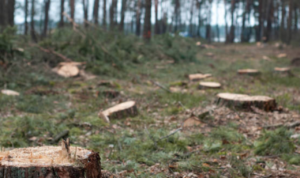 Ada Temuan Aktivitas Illegal Logging dan Land Clearing di Sungai Tamiang Aceh