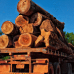 Illegal Logging di Hutan Sipora Sumbar Sebabkan Kerugian Negara Rp447 Miliar