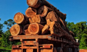 Illegal Logging di Hutan Sipora Sumbar Sebabkan Kerugian Negara Rp447 Miliar