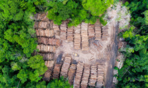 Kemenhut Temukan 5 Lokasi Illegal Logging di Hutan Sumatera, Diduga Penyebab Banjir dan Longsor