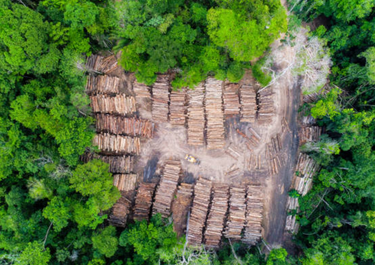 Kemenhut Temukan 5 Lokasi Illegal Logging di Hutan Sumatera, Diduga Penyebab Banjir dan Longsor