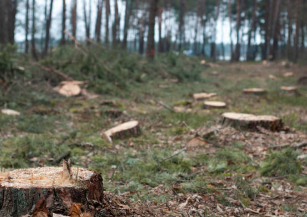 Ada Temuan Aktivitas Illegal Logging dan Land Clearing di Sungai Tamiang Aceh