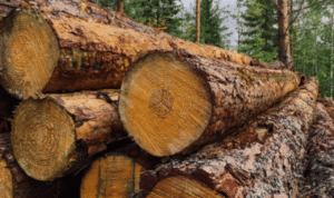 kayu Muncul Isu Deforestasi, Pemerintah RI Telusuri Asal Gelondongan Kayu Terbawa Arus Banjir Sumut