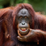 4 Orangutan Korban Perdagangan Ilegal di Thailand Diserahkan ke Pemerintah RI