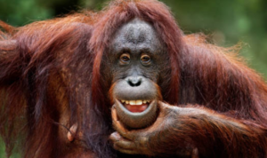 4 Orangutan Korban Perdagangan Ilegal di Thailand Diserahkan ke Pemerintah RI