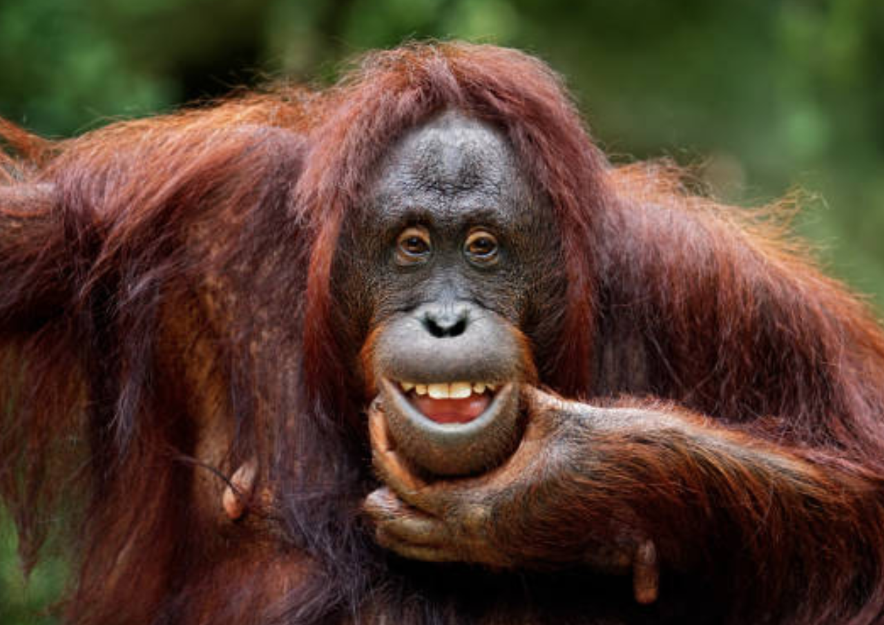 4 Orangutan Korban Perdagangan Ilegal di Thailand Diserahkan ke Pemerintah RI