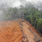 Jaksa Kejati Kepri Dinonaktifkan Buntut Dugaan Kasus Pembalakkan Liar di Hutan Sijunjung