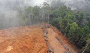 Jaksa Kejati Kepri Dinonaktifkan Buntut Dugaan Kasus Pembalakkan Liar di Hutan Sijunjung