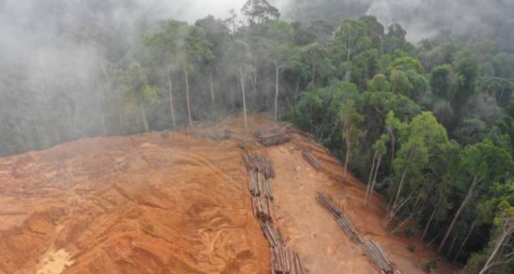 Jaksa Kejati Kepri Dinonaktifkan Buntut Dugaan Kasus Pembalakkan Liar di Hutan Sijunjung