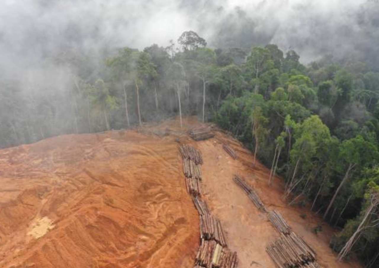 Jaksa Kejati Kepri Dinonaktifkan Buntut Dugaan Kasus Pembalakkan Liar di Hutan Sijunjung