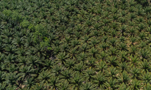 Kejagung Kejar Denda Administratif Perusahaan Tambang dan Sawit di Kawasan Hutan Negara