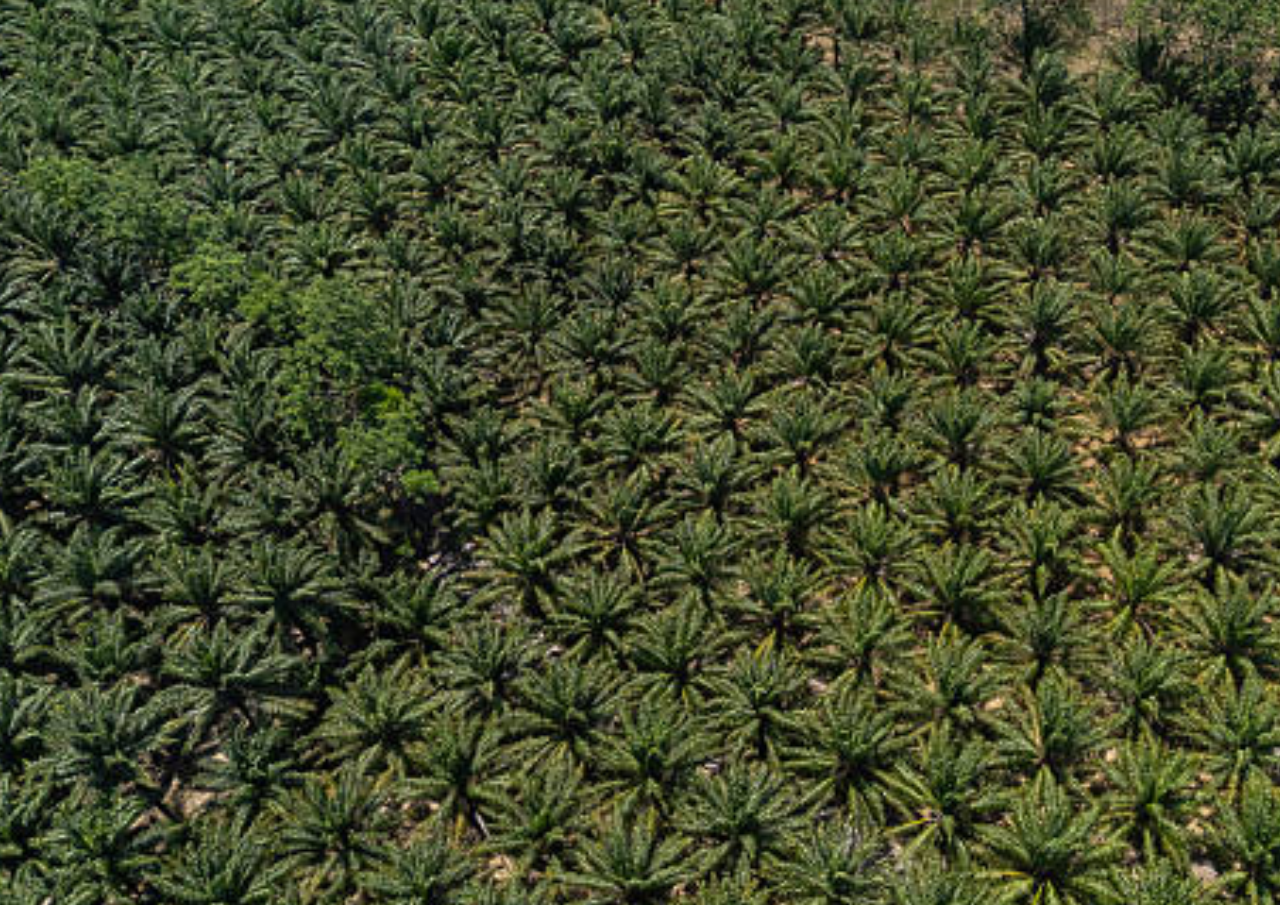 Kejagung Kejar Denda Administratif Perusahaan Tambang dan Sawit di Kawasan Hutan Negara