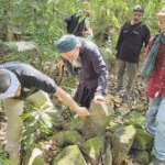 BRIN Ungkap Potensi Penemuan Situs Megalitikum di Gunung Trangkil Sukabumi