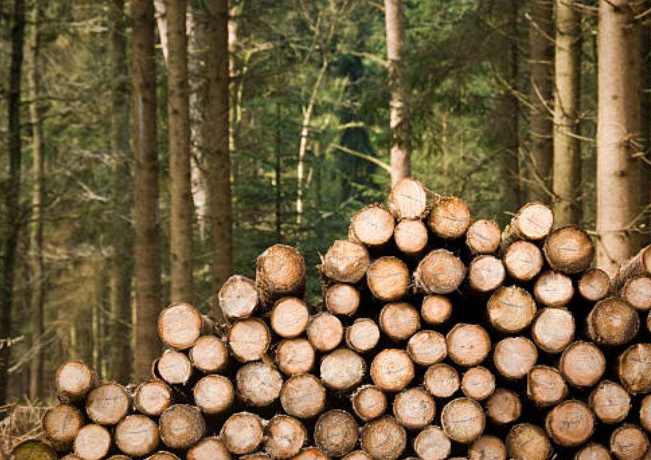 Pemerintah RI Siapkan Regulasi Pemanfaatan Kayu Gelondongan Terbawa Arus Banjir Sumatera