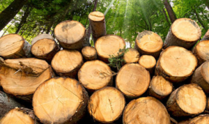 Satu Korporasi Ditetapkan Tersangka Kasus Temuan Gelondongan Kayu di Sumatera