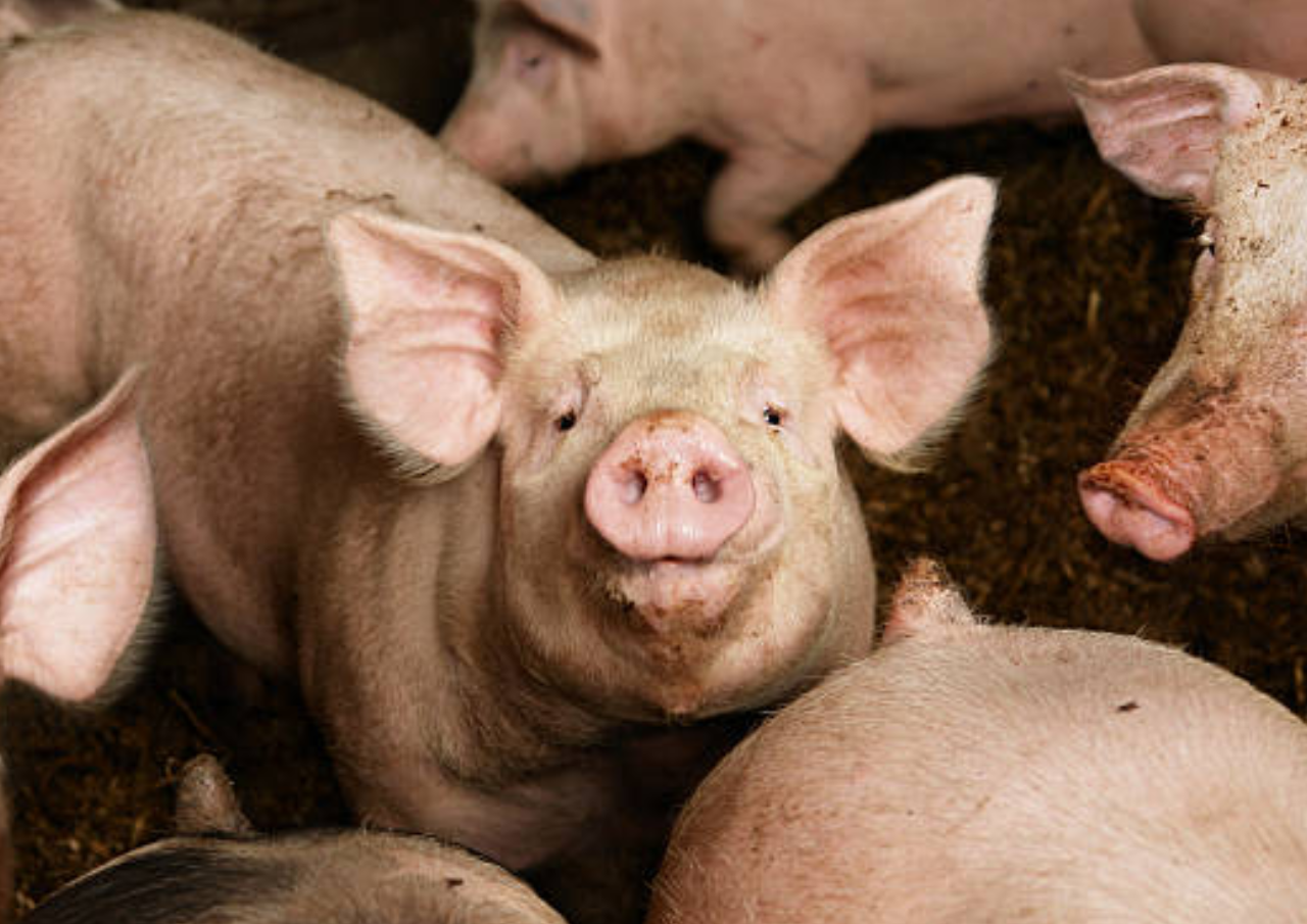 227 Ekor Babi Ilegal Dimusnahkan karena Tak Punya Dokumen Karantina