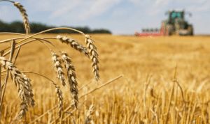 Bulog Dorong Transformasi Pembayaran Gabah Nontunai Mulai Tahun 2026