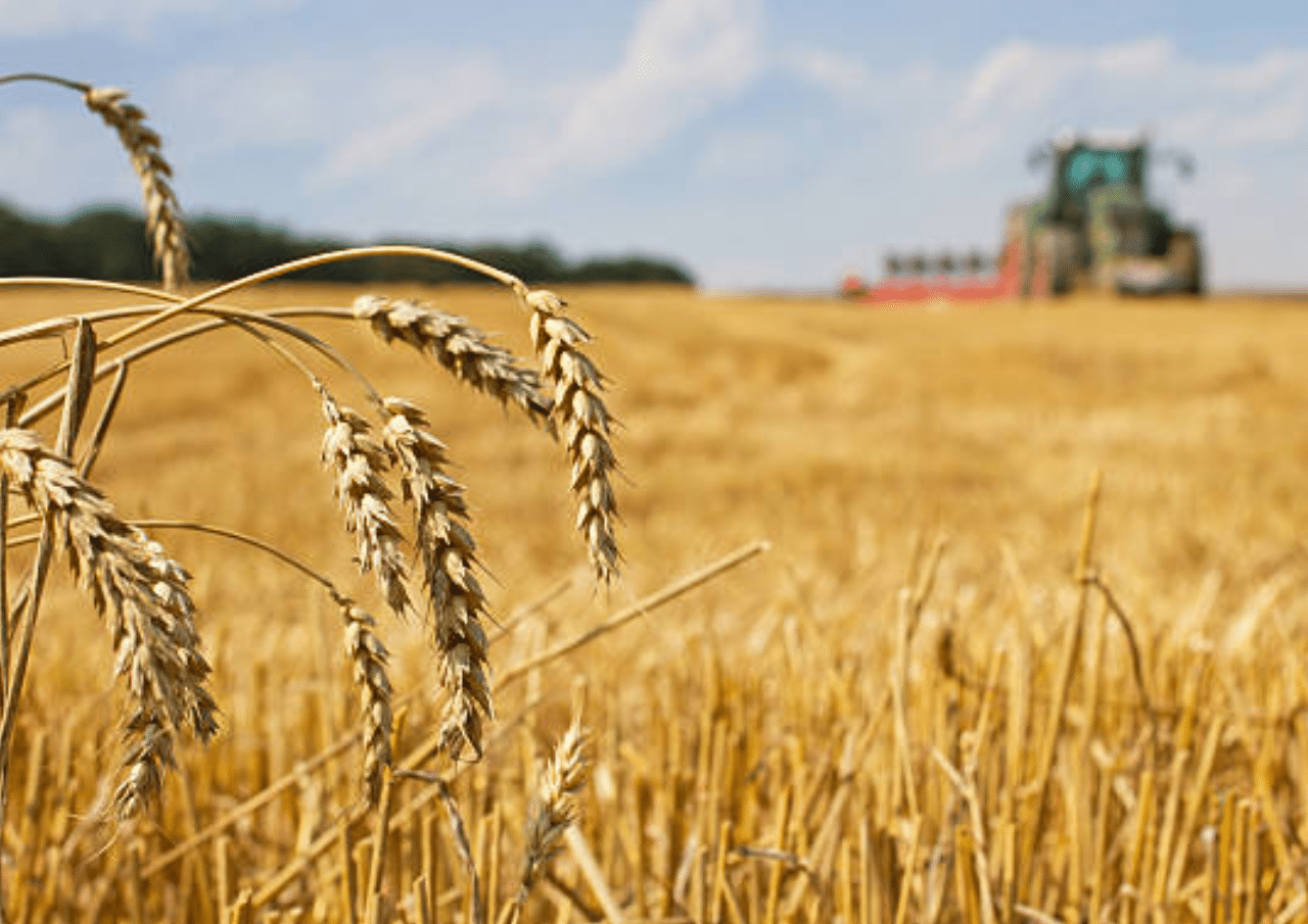 Bulog Dorong Transformasi Pembayaran Gabah Nontunai Mulai Tahun 2026