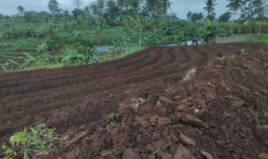 Petani Terdampak Bencana Sumatera Bakal Dapat Gaji Selama Pemulihan Lahan