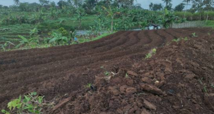Petani Terdampak Bencana Sumatera Bakal Dapat Gaji Selama Pemulihan Lahan