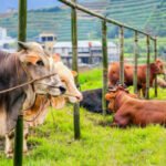 Heboh Wacara Penyembelihan Hewan Kurban Diganti Uang, Kemenag: Tidak Melarang Tapi Opsi Kemudahan