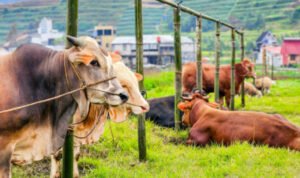 Heboh Wacara Penyembelihan Hewan Kurban Diganti Uang, Kemenag: Tidak Melarang Tapi Opsi Kemudahan