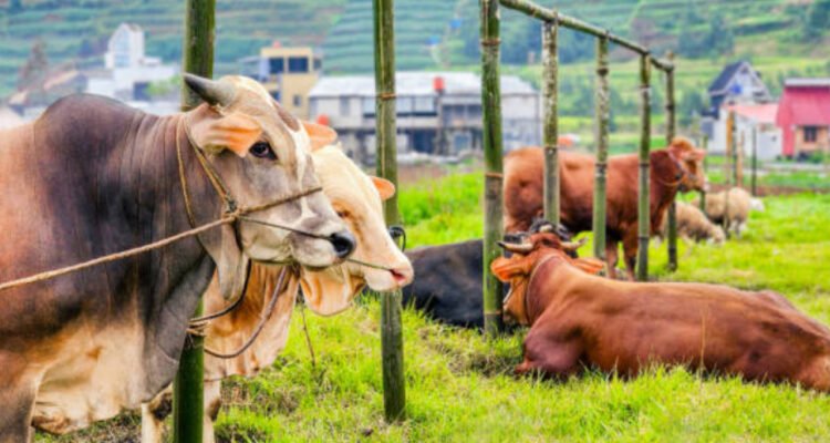 Heboh Wacara Penyembelihan Hewan Kurban Diganti Uang, Kemenag: Tidak Melarang Tapi Opsi Kemudahan
