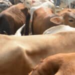 Menag RI Tanggapi Penyaluran Bantuan 1.098 Sapi Kurban dari APBN
