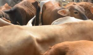 sapi-kurban Menag RI Tanggapi Penyaluran Bantuan 1.098 Sapi Kurban dari APBN