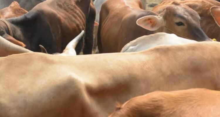 Menag RI Tanggapi Penyaluran Bantuan 1.098 Sapi Kurban dari APBN