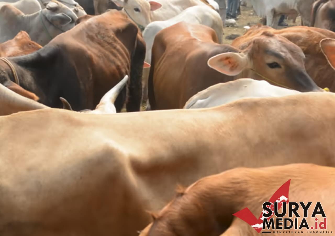 Menag RI Tanggapi Penyaluran Bantuan 1.098 Sapi Kurban dari APBN