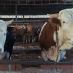 Pemerintah Salurkan Bantuan 1.098 Sapi Kurban, Sumber Dana dari APBN