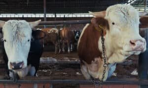 Pemerintah Salurkan Bantuan 1.098 Sapi Kurban, Sumber Dana dari APBN