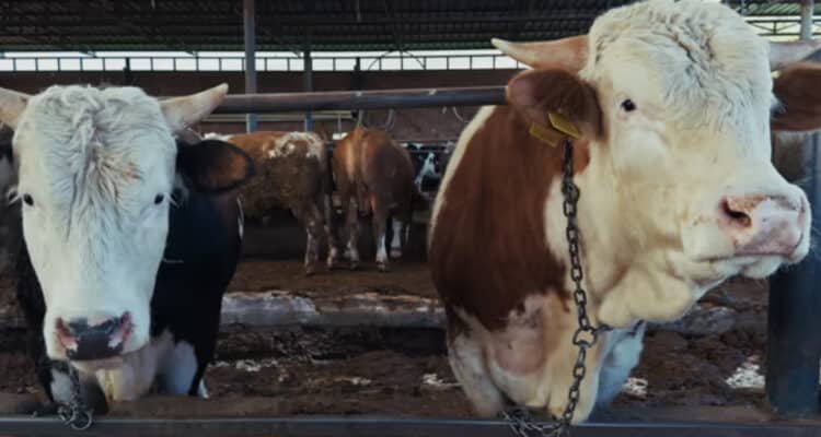 Pemerintah Salurkan Bantuan 1.098 Sapi Kurban, Sumber Dana dari APBN
