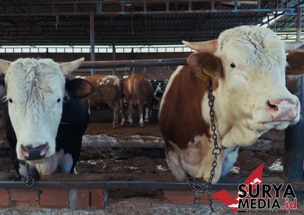 Pemerintah Salurkan Bantuan 1.098 Sapi Kurban, Sumber Dana dari APBN