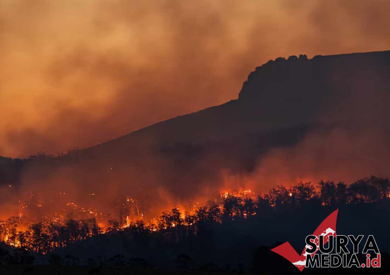 Petugas Pemadam Karhutla di Taman Nasional Bromo Tengger Semeru Gugur Saat Bertugas